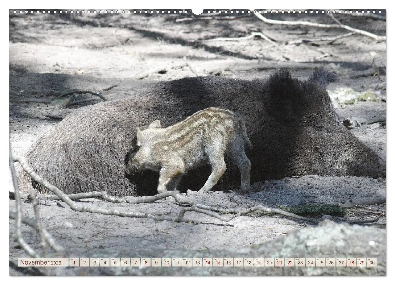 Bild: 9783457881842 | Tierische Schweinerei (Wandkalender 2026 DIN A2 quer), CALVENDO...