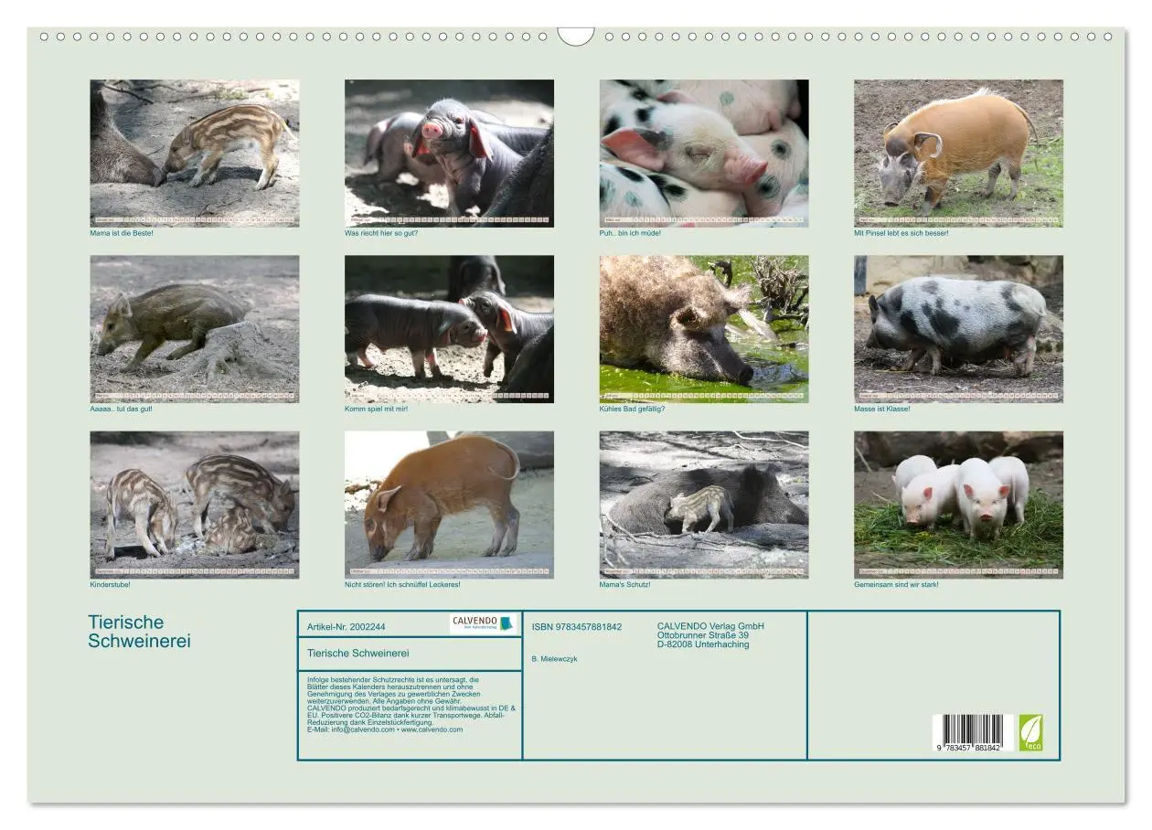Bild: 9783457881842 | Tierische Schweinerei (Wandkalender 2026 DIN A2 quer), CALVENDO...