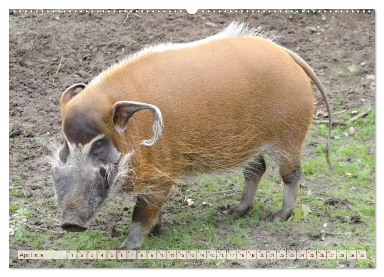 Bild: 9783457881842 | Tierische Schweinerei (Wandkalender 2026 DIN A2 quer), CALVENDO...