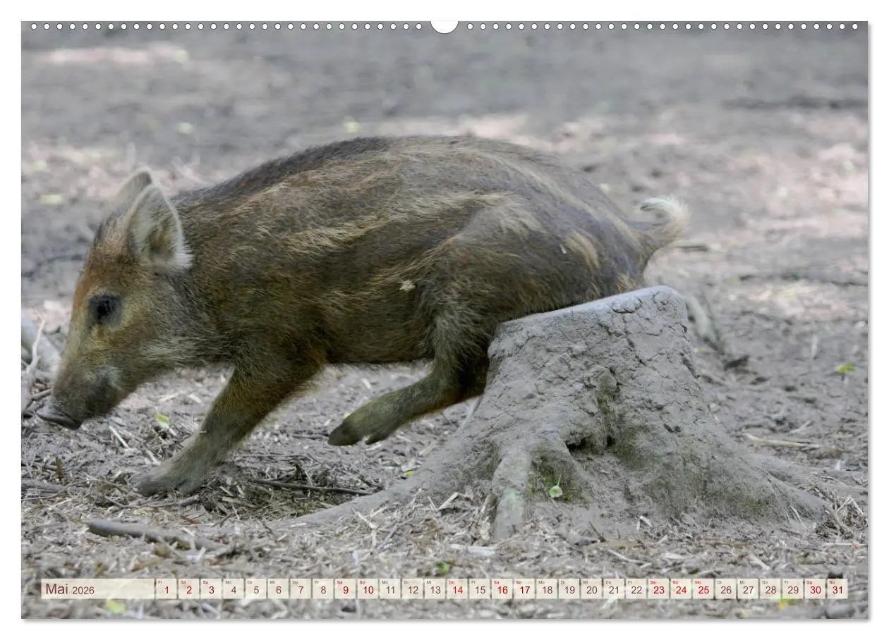 Bild: 9783457881842 | Tierische Schweinerei (Wandkalender 2026 DIN A2 quer), CALVENDO...