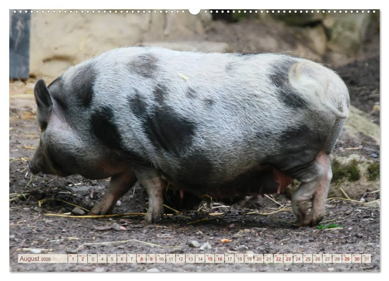 Bild: 9783457881842 | Tierische Schweinerei (Wandkalender 2026 DIN A2 quer), CALVENDO...
