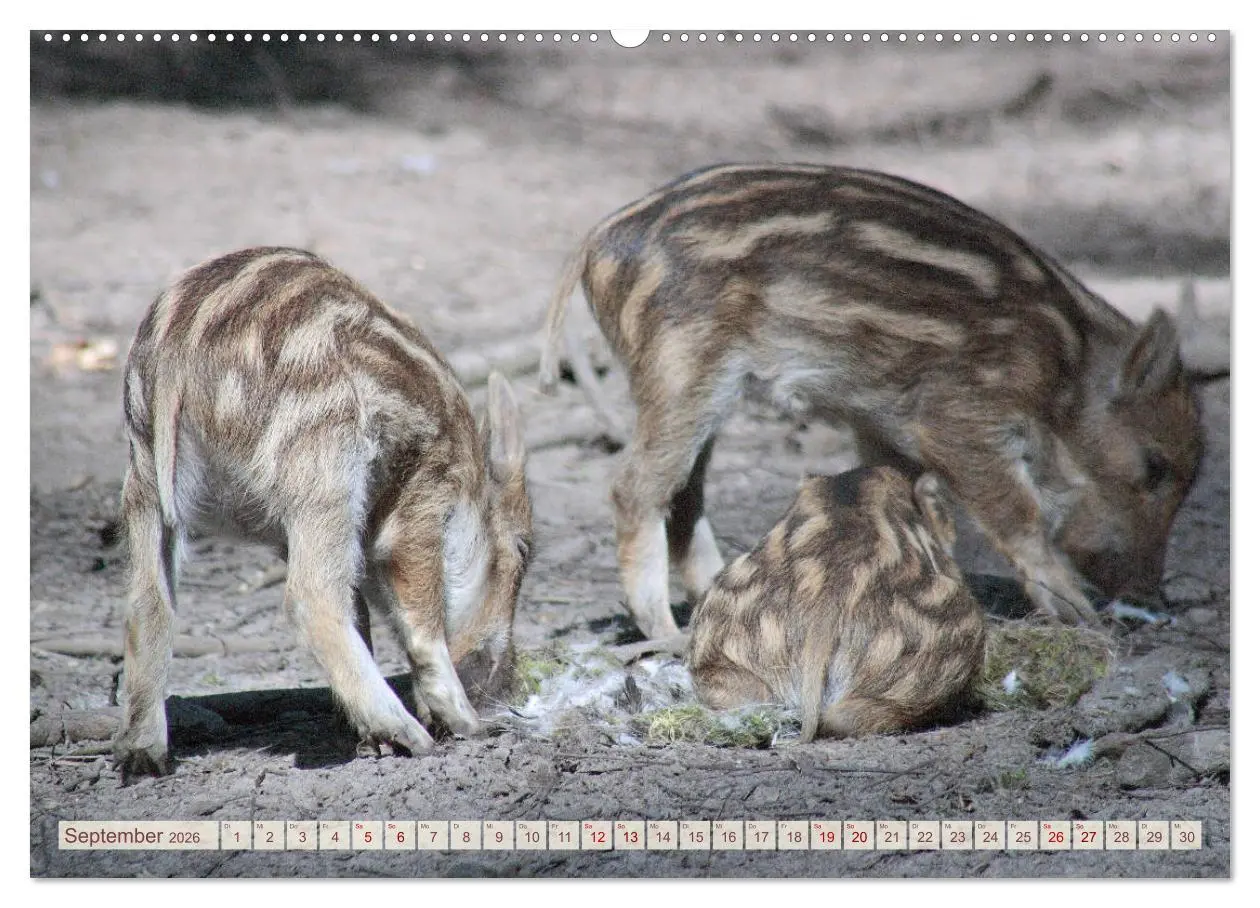Bild: 9783457881842 | Tierische Schweinerei (Wandkalender 2026 DIN A2 quer), CALVENDO...