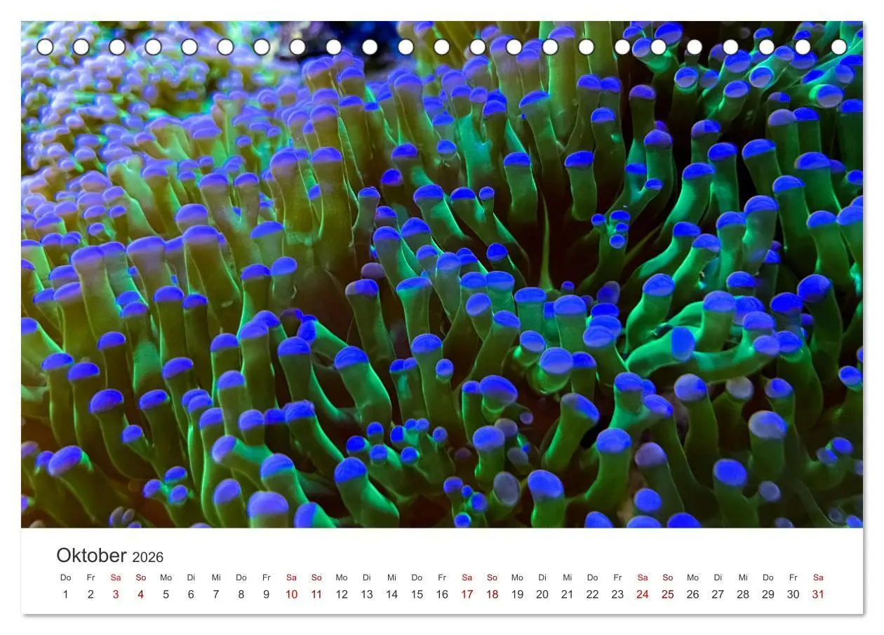 Bild: 9783457561942 | Tiefsee - Ein Abenteuer ins Unbekannte. (Tischkalender 2026 DIN A5...