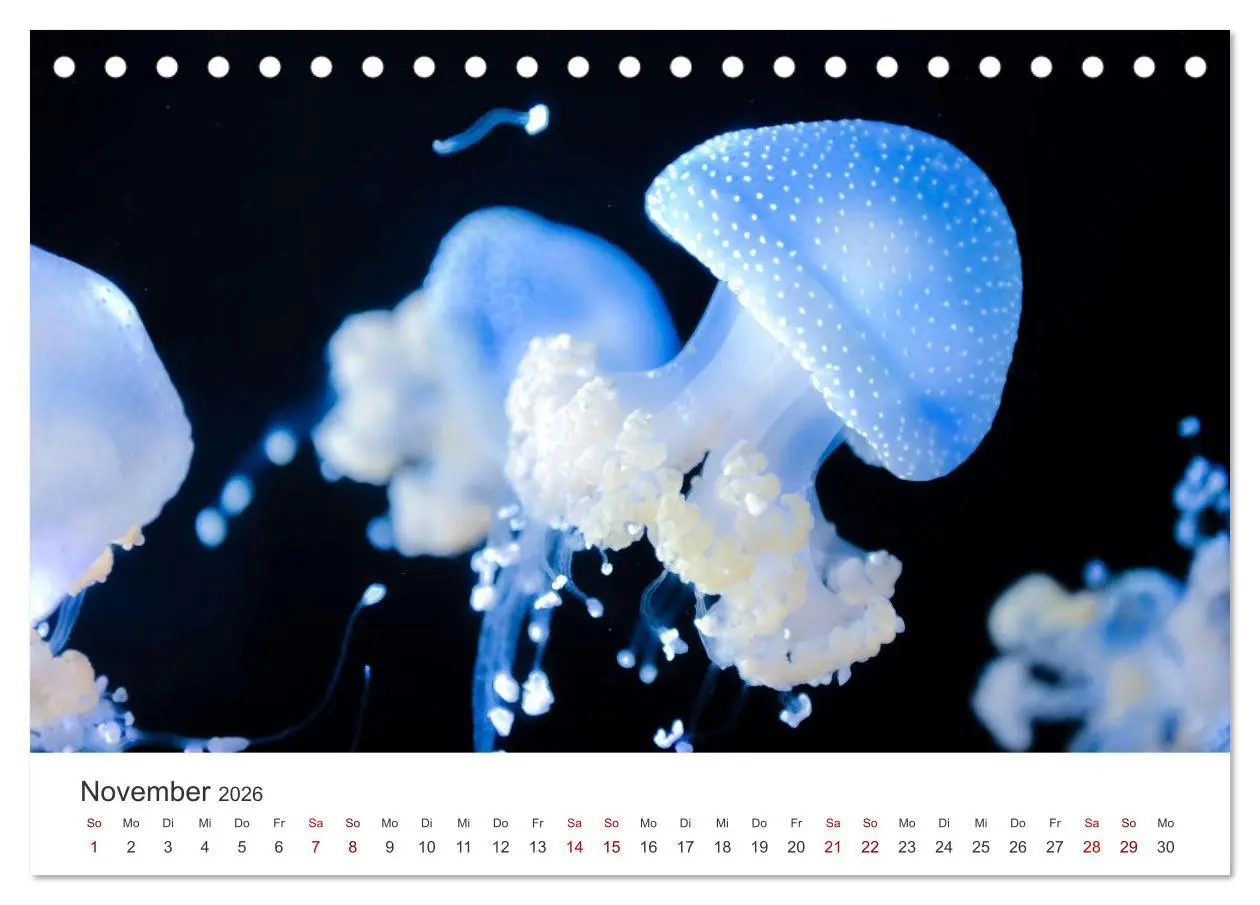Bild: 9783457561942 | Tiefsee - Ein Abenteuer ins Unbekannte. (Tischkalender 2026 DIN A5...