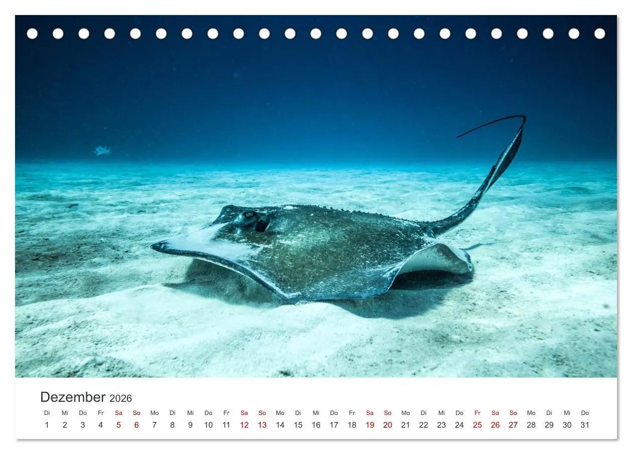Bild: 9783457561942 | Tiefsee - Ein Abenteuer ins Unbekannte. (Tischkalender 2026 DIN A5...