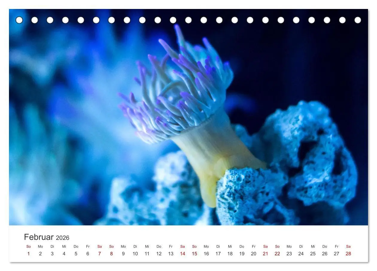 Bild: 9783457561942 | Tiefsee - Ein Abenteuer ins Unbekannte. (Tischkalender 2026 DIN A5...