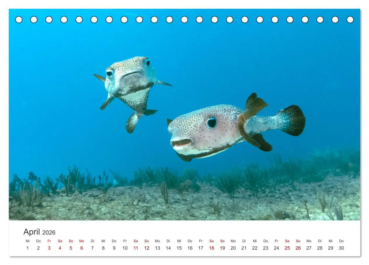 Bild: 9783457561942 | Tiefsee - Ein Abenteuer ins Unbekannte. (Tischkalender 2026 DIN A5...