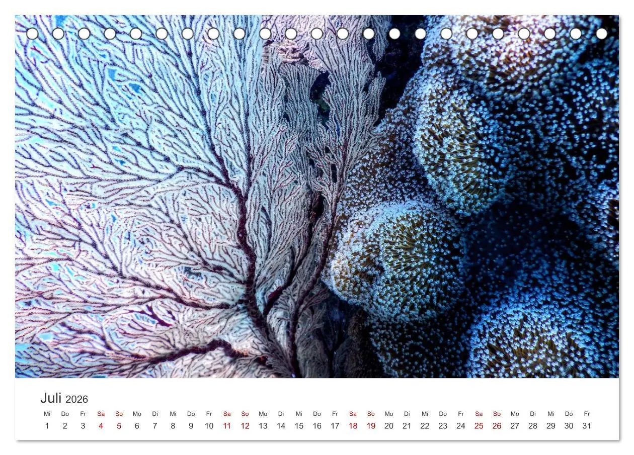 Bild: 9783457561942 | Tiefsee - Ein Abenteuer ins Unbekannte. (Tischkalender 2026 DIN A5...