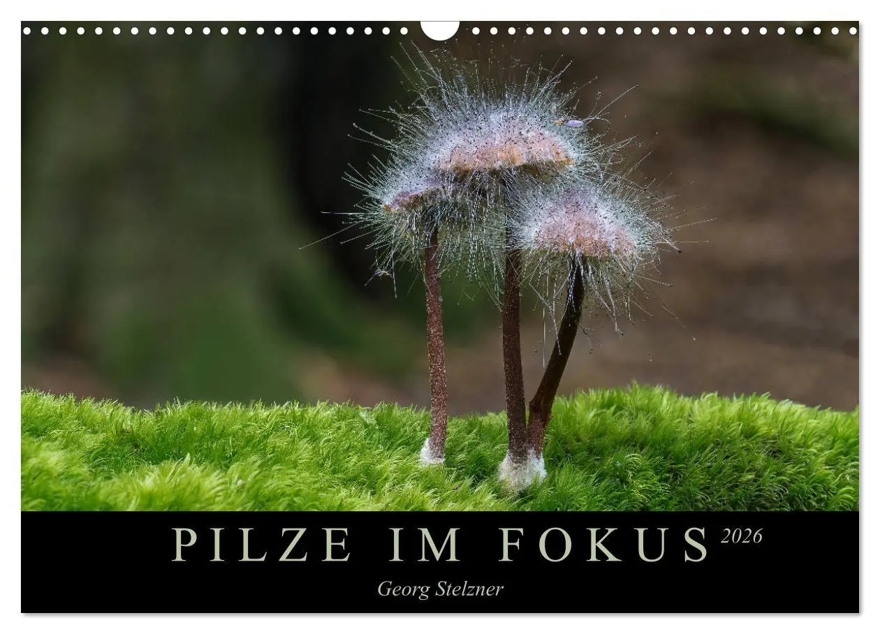 Cover: 9783457871942 | PILZE IM FOKUS 2026 (Wandkalender 2026 DIN A3 quer), CALVENDO...