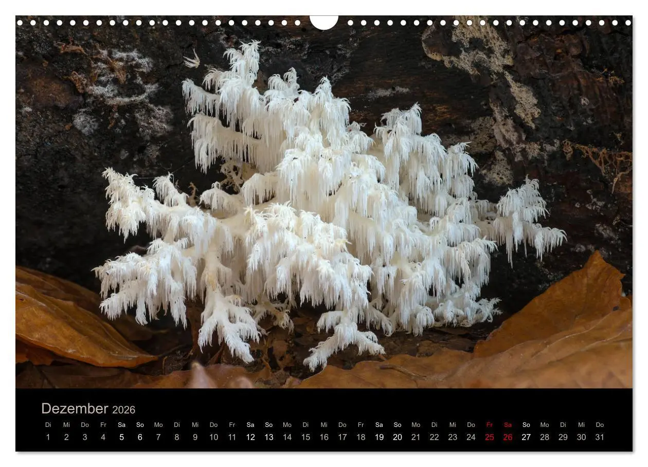 Bild: 9783457871942 | PILZE IM FOKUS 2026 (Wandkalender 2026 DIN A3 quer), CALVENDO...