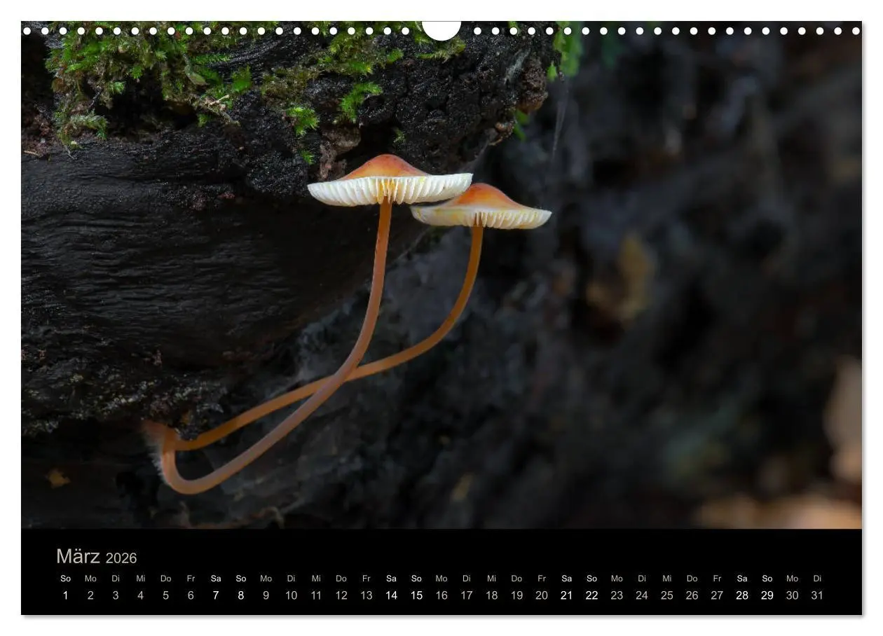 Bild: 9783457871942 | PILZE IM FOKUS 2026 (Wandkalender 2026 DIN A3 quer), CALVENDO...