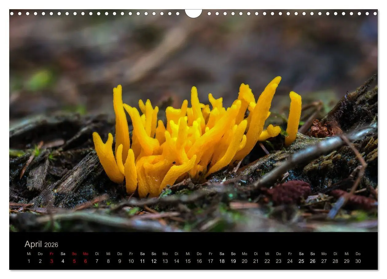 Bild: 9783457871942 | PILZE IM FOKUS 2026 (Wandkalender 2026 DIN A3 quer), CALVENDO...