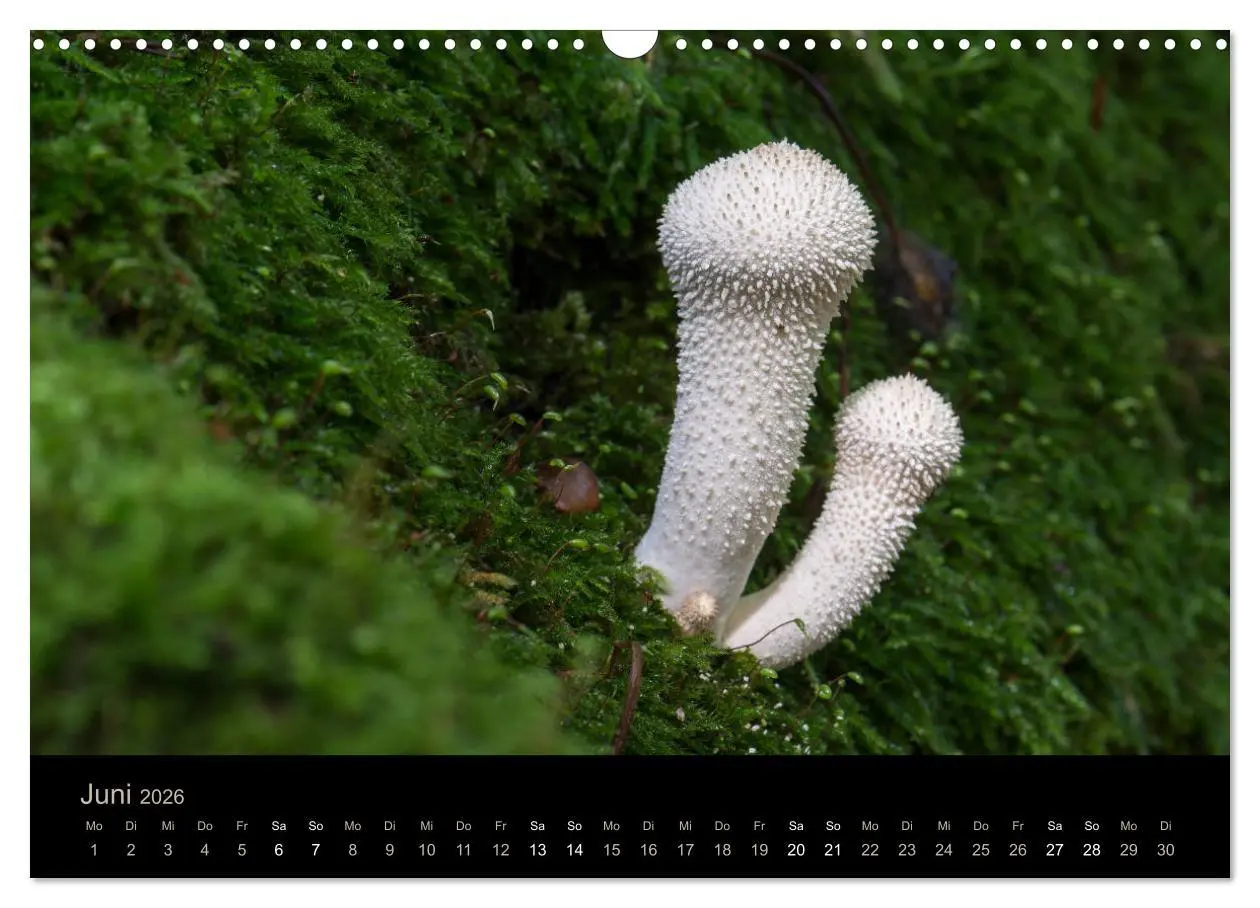 Bild: 9783457871942 | PILZE IM FOKUS 2026 (Wandkalender 2026 DIN A3 quer), CALVENDO...