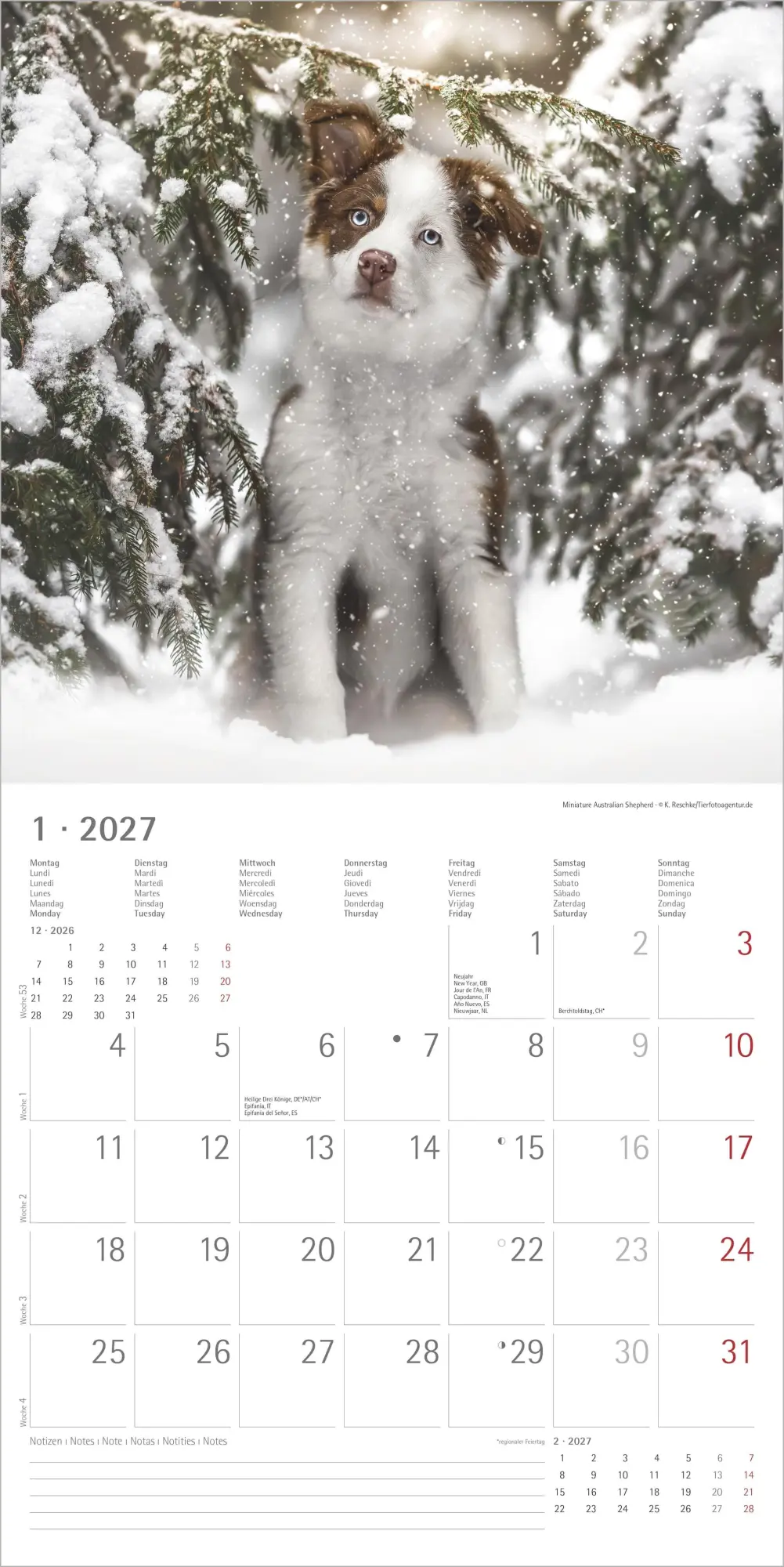 Bild: 4069095012042 | Welpen 2027 | Neumann Verlage GmbH &amp; Co KG | Kalender | 14 S. | 2027