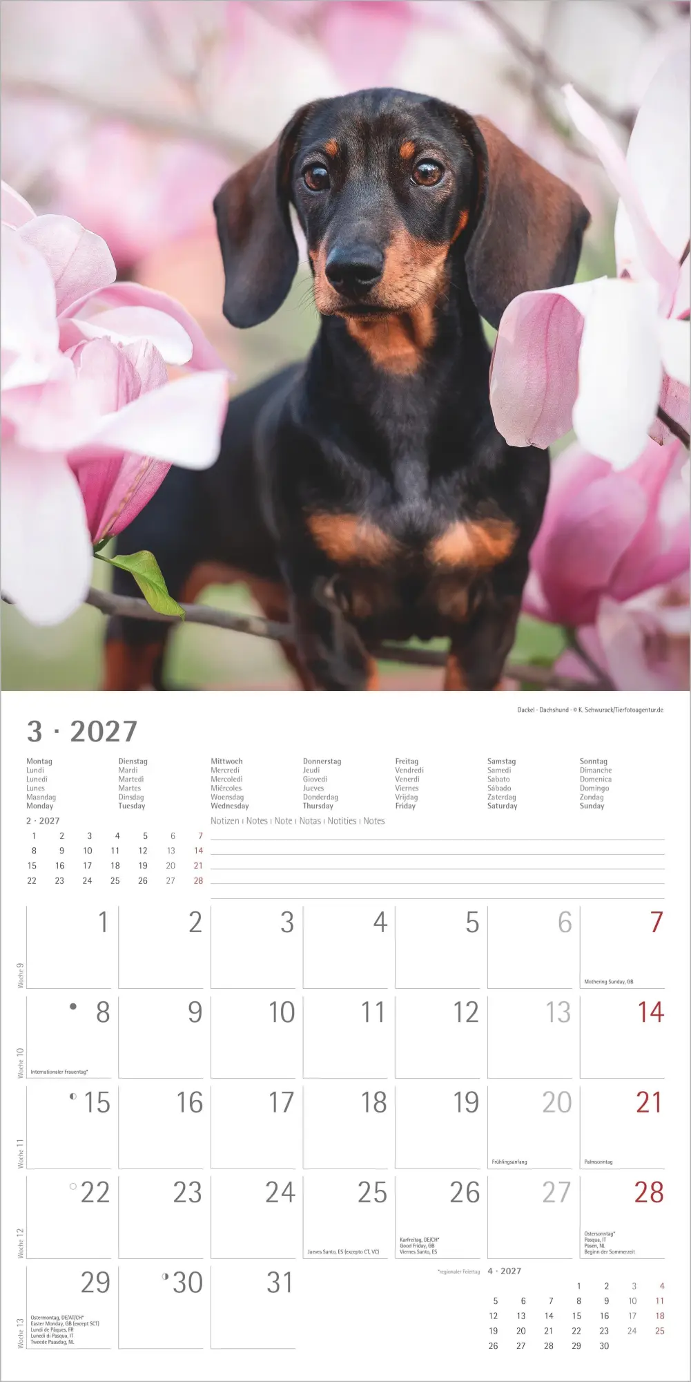 Bild: 4069095012042 | Welpen 2027 | Neumann Verlage GmbH &amp; Co KG | Kalender | 14 S. | 2027