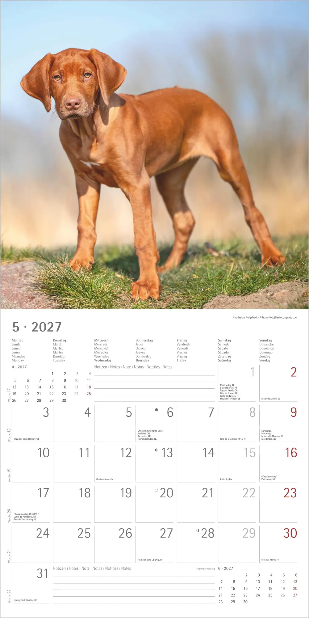 Bild: 4069095012042 | Welpen 2027 | Neumann Verlage GmbH &amp; Co KG | Kalender | 14 S. | 2027