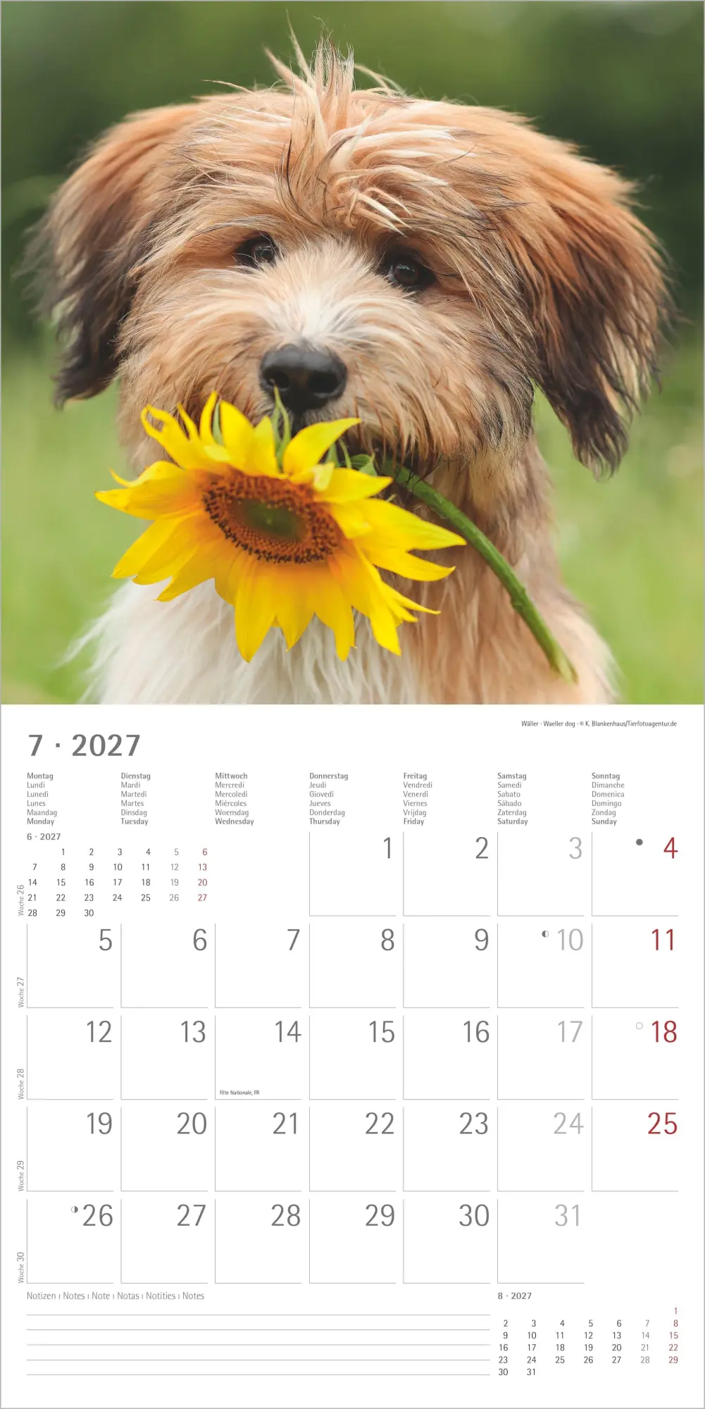 Bild: 4069095012042 | Welpen 2027 | Neumann Verlage GmbH &amp; Co KG | Kalender | 14 S. | 2027