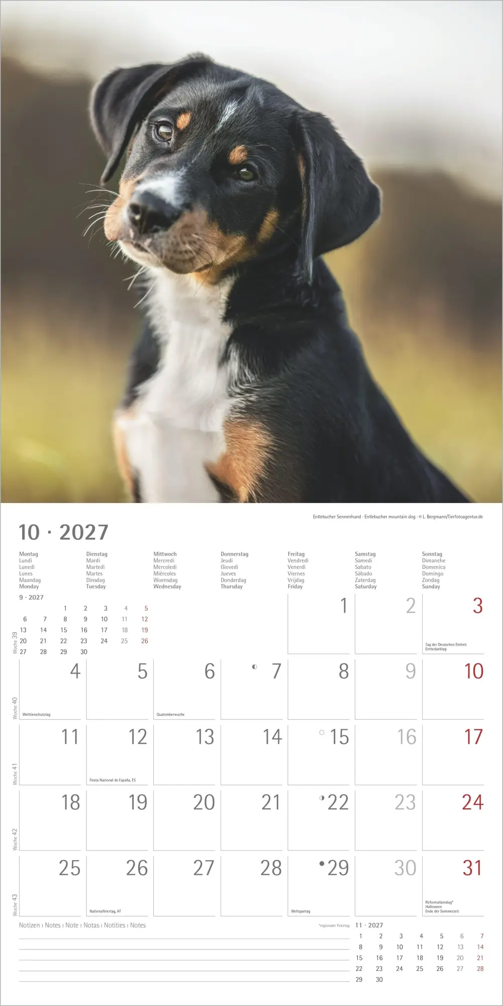 Bild: 4069095012042 | Welpen 2027 | Neumann Verlage GmbH &amp; Co KG | Kalender | 14 S. | 2027