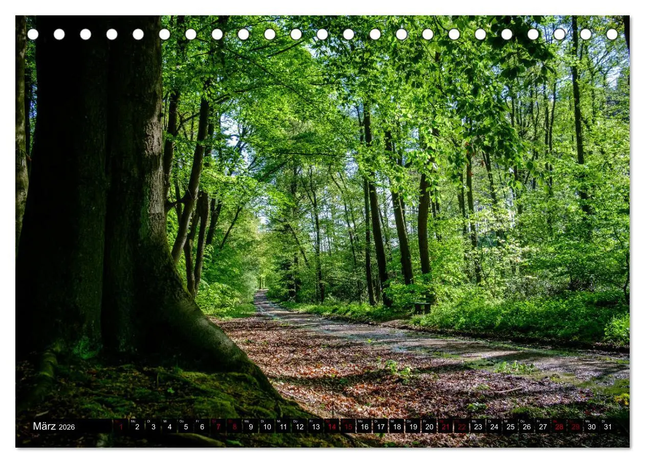 Bild: 9783457822142 | Wege des einfachen Glücks - Spaziergänge im Wald (Tischkalender...