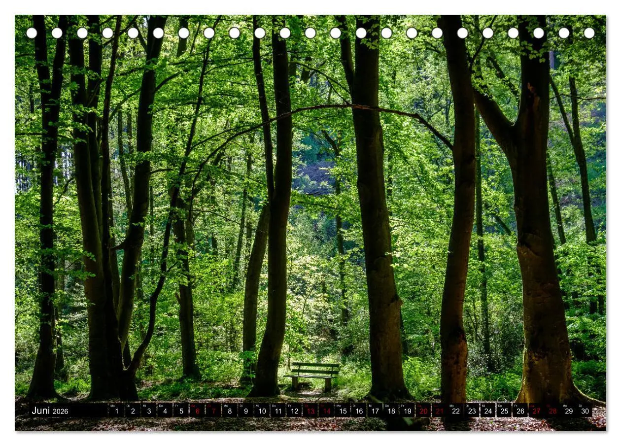 Bild: 9783457822142 | Wege des einfachen Glücks - Spaziergänge im Wald (Tischkalender...