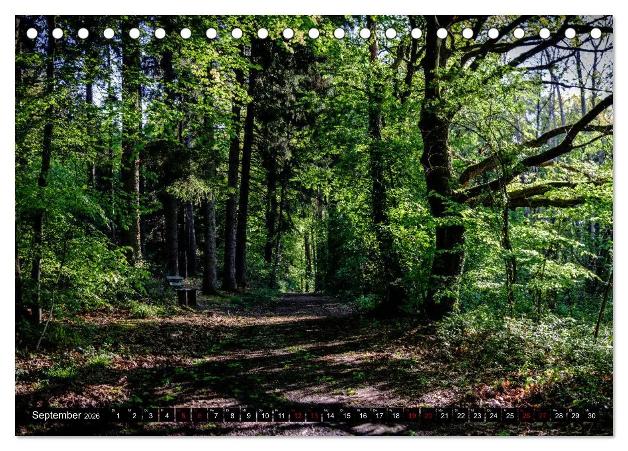 Bild: 9783457822142 | Wege des einfachen Glücks - Spaziergänge im Wald (Tischkalender...