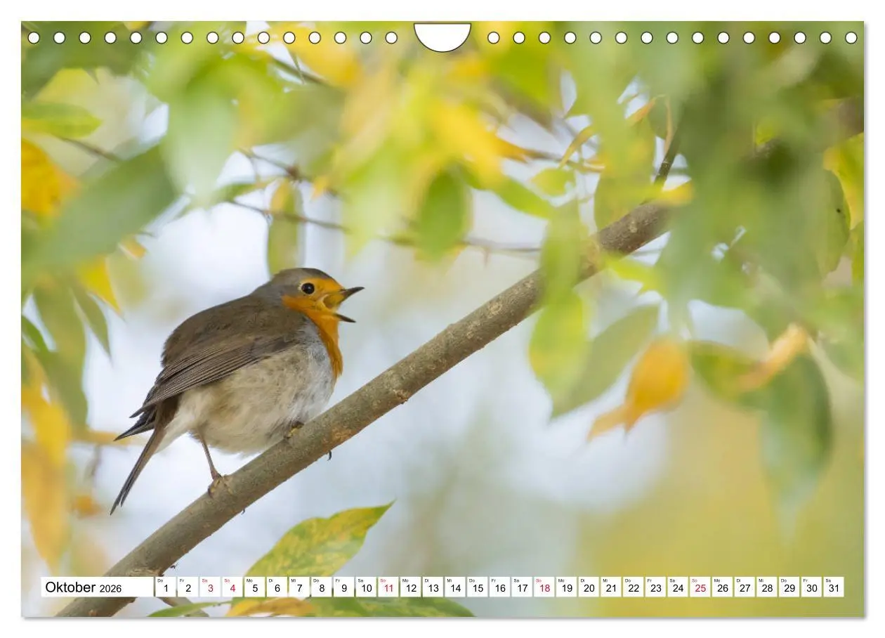 Bild: 9783457742242 | Geliebtes Rotkehlchen (Wandkalender 2026 DIN A4 quer), CALVENDO...