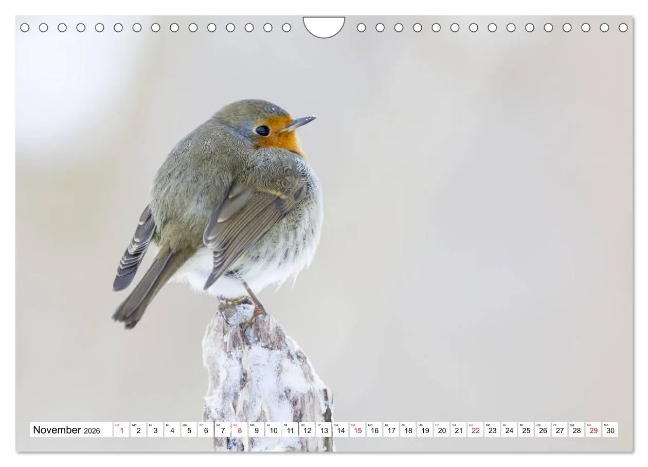 Bild: 9783457742242 | Geliebtes Rotkehlchen (Wandkalender 2026 DIN A4 quer), CALVENDO...