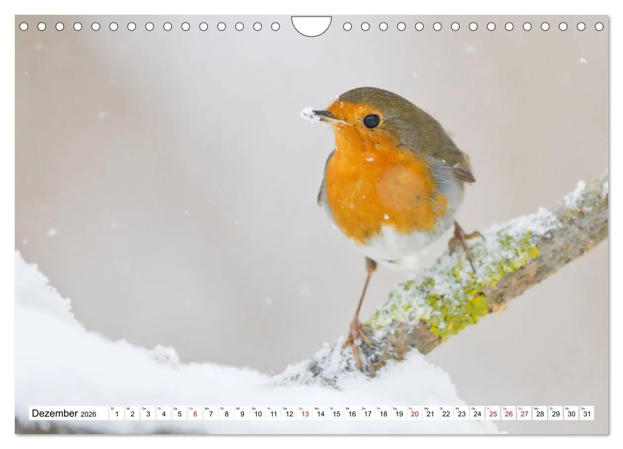 Bild: 9783457742242 | Geliebtes Rotkehlchen (Wandkalender 2026 DIN A4 quer), CALVENDO...
