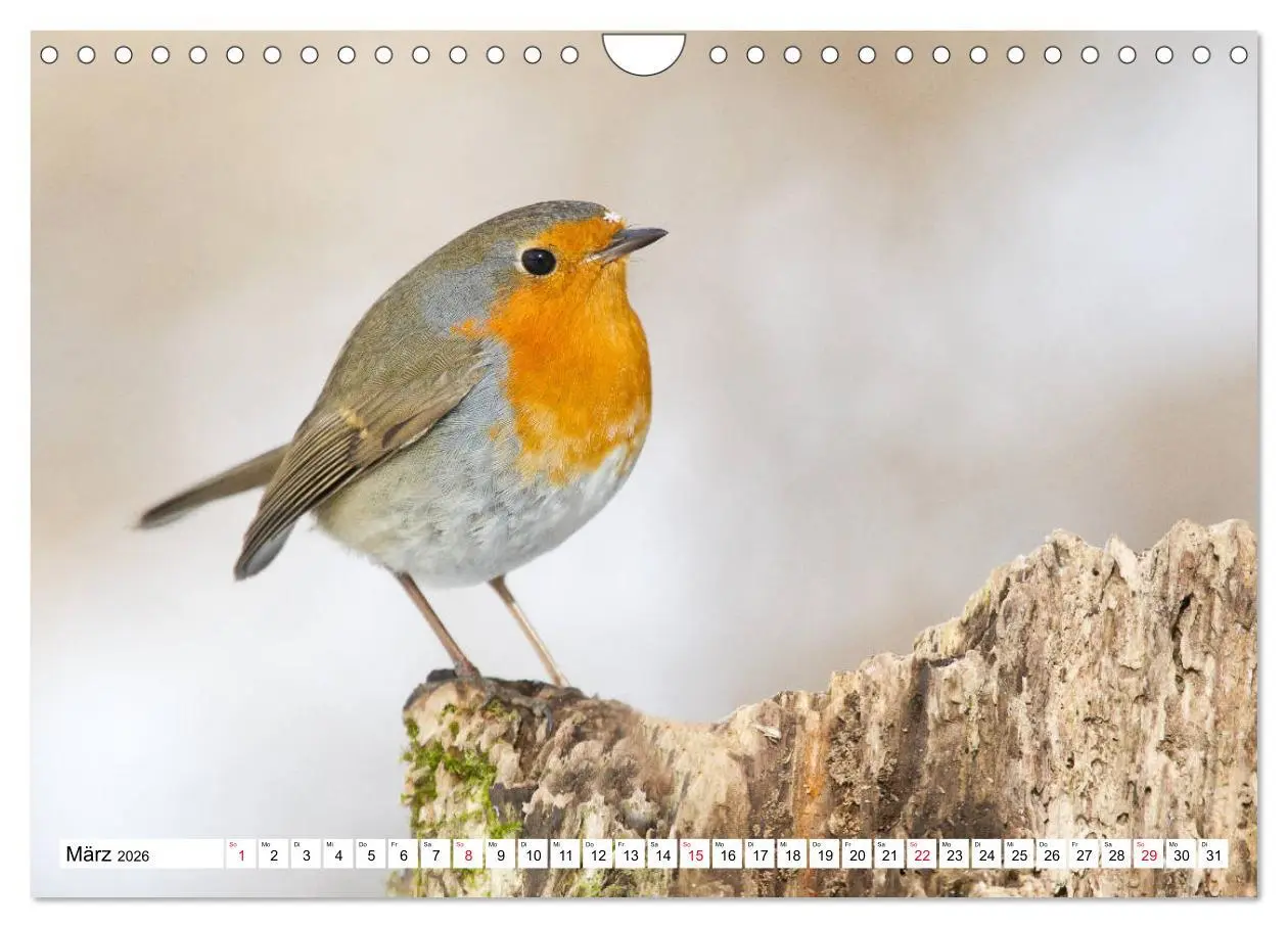 Bild: 9783457742242 | Geliebtes Rotkehlchen (Wandkalender 2026 DIN A4 quer), CALVENDO...