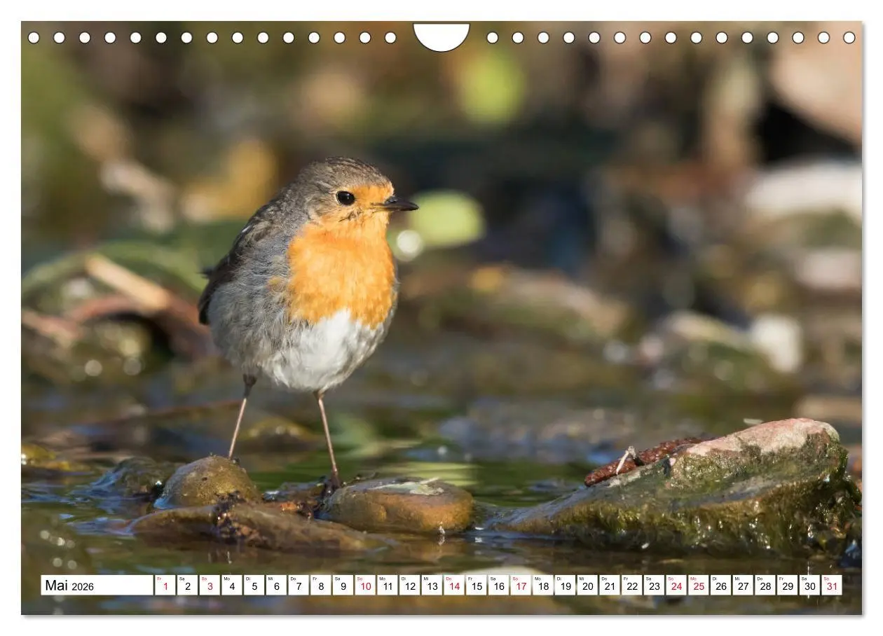Bild: 9783457742242 | Geliebtes Rotkehlchen (Wandkalender 2026 DIN A4 quer), CALVENDO...