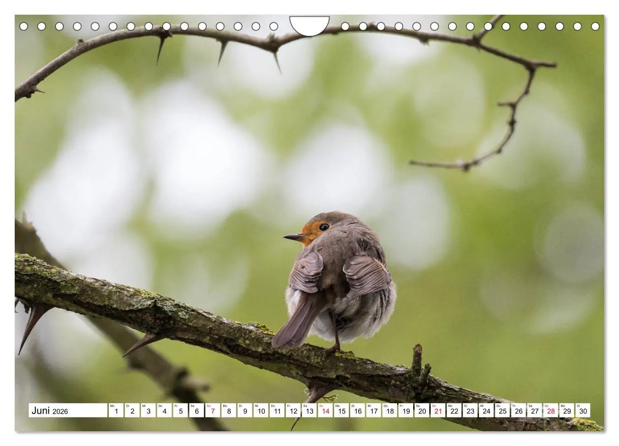 Bild: 9783457742242 | Geliebtes Rotkehlchen (Wandkalender 2026 DIN A4 quer), CALVENDO...