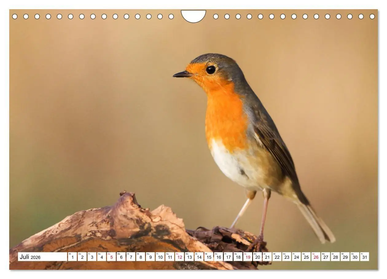Bild: 9783457742242 | Geliebtes Rotkehlchen (Wandkalender 2026 DIN A4 quer), CALVENDO...