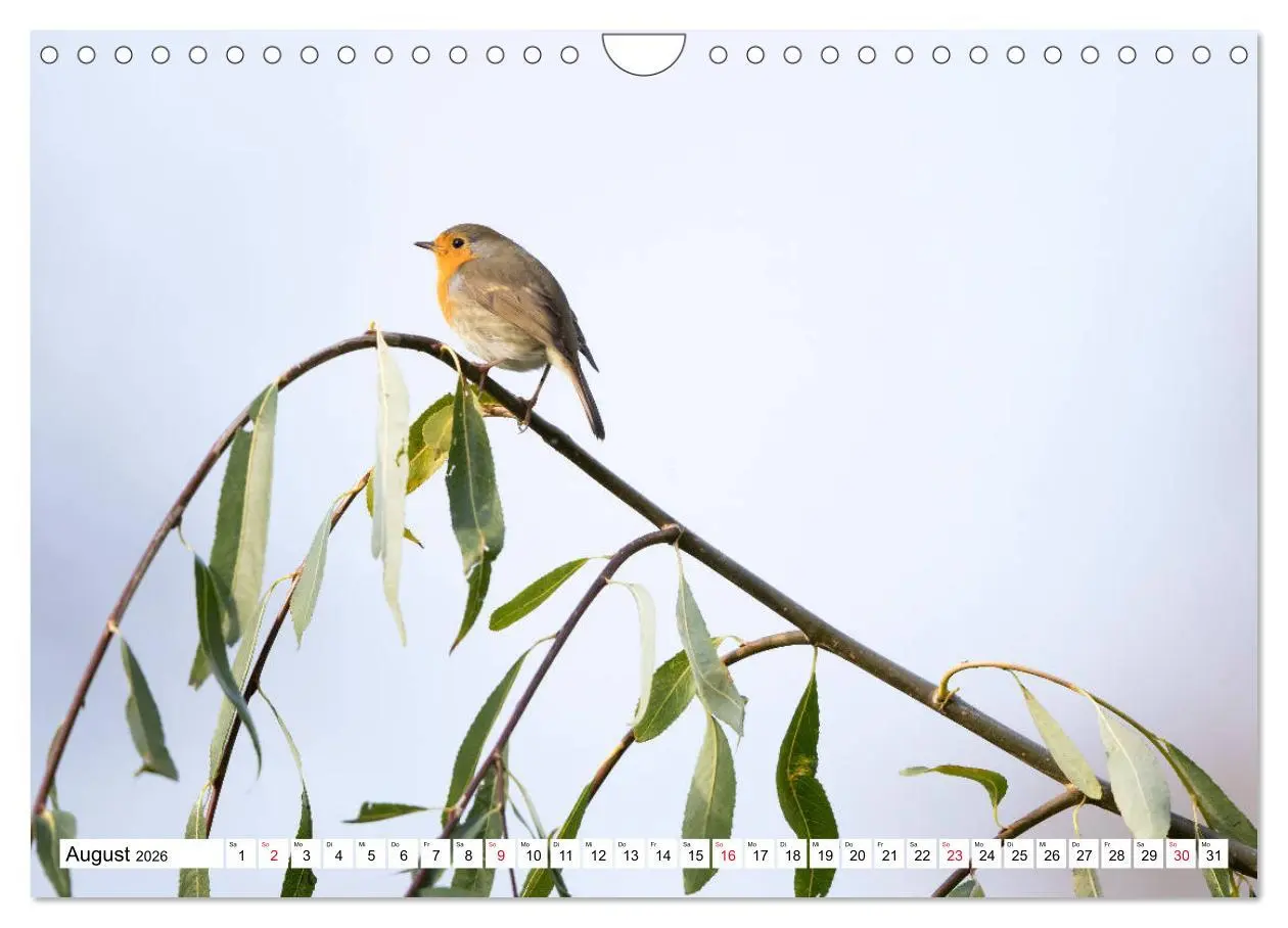 Bild: 9783457742242 | Geliebtes Rotkehlchen (Wandkalender 2026 DIN A4 quer), CALVENDO...