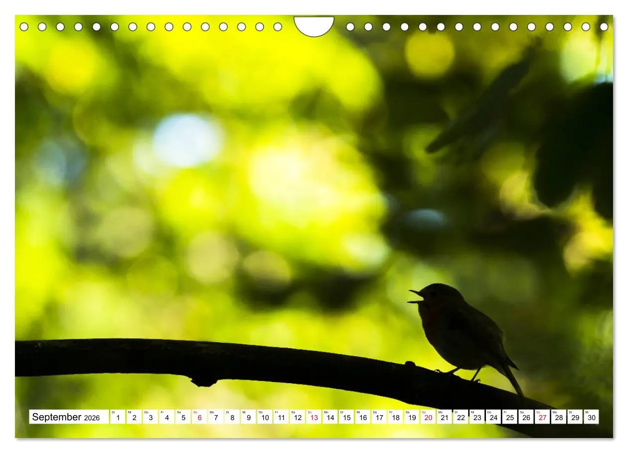 Bild: 9783457742242 | Geliebtes Rotkehlchen (Wandkalender 2026 DIN A4 quer), CALVENDO...