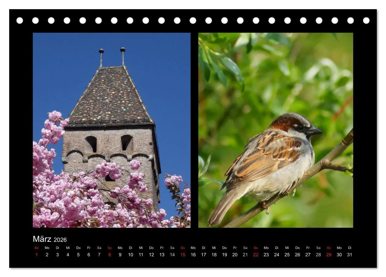 Bild: 9783457982242 | Ulmer Spatzen (Tischkalender 2026 DIN A5 quer), CALVENDO...