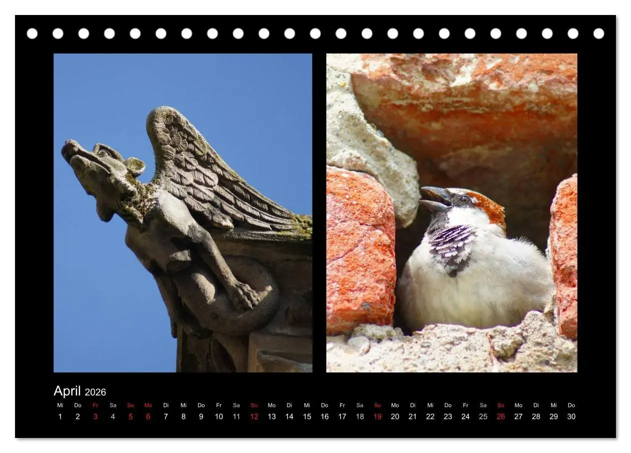 Bild: 9783457982242 | Ulmer Spatzen (Tischkalender 2026 DIN A5 quer), CALVENDO...