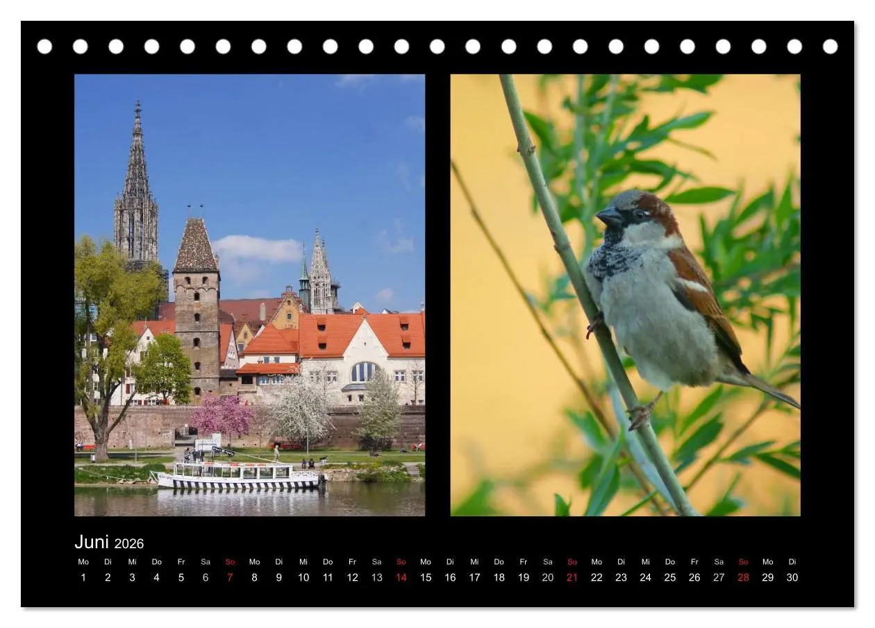 Bild: 9783457982242 | Ulmer Spatzen (Tischkalender 2026 DIN A5 quer), CALVENDO...