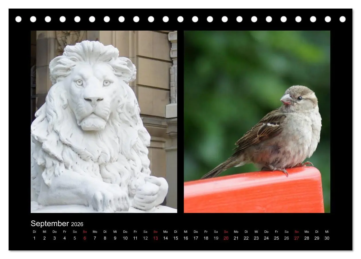 Bild: 9783457982242 | Ulmer Spatzen (Tischkalender 2026 DIN A5 quer), CALVENDO...
