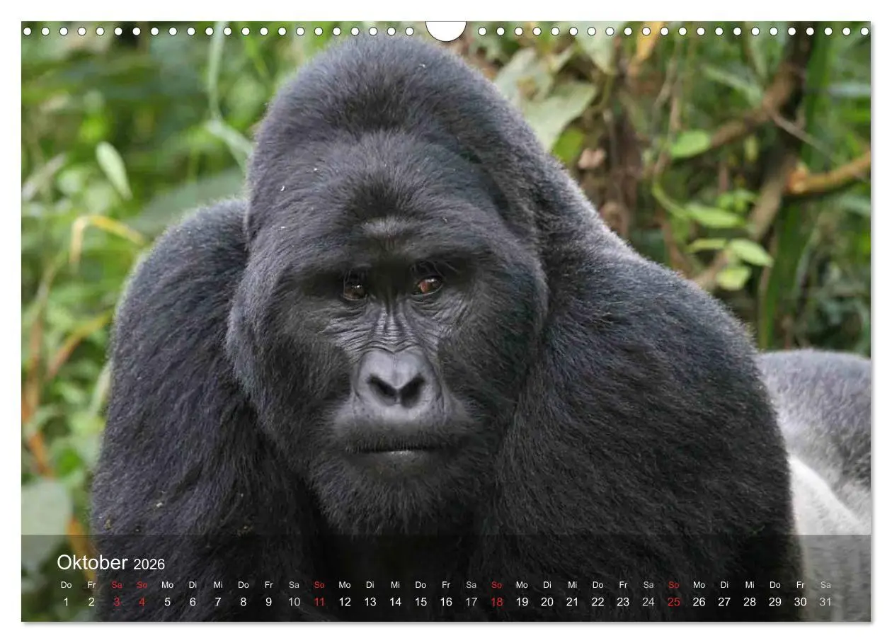 Bild: 9783516072242 | Menschenaffen. Gorillas, Schimpansen, Orang-Utans (Wandkalender...