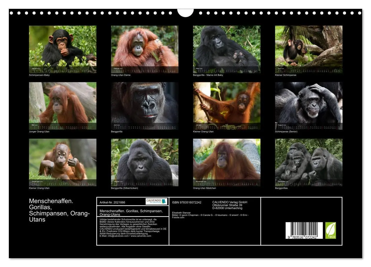 Bild: 9783516072242 | Menschenaffen. Gorillas, Schimpansen, Orang-Utans (Wandkalender...