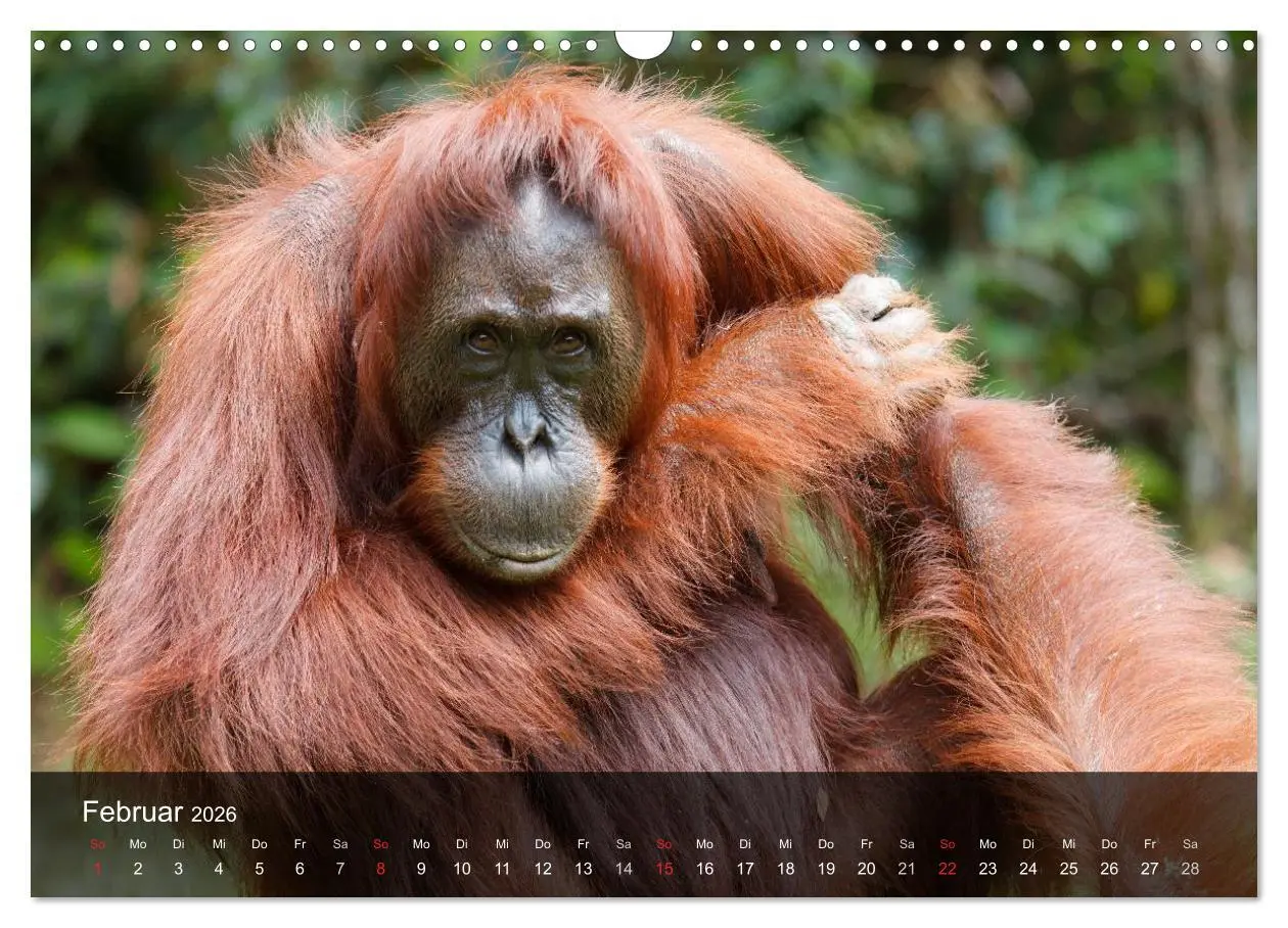 Bild: 9783516072242 | Menschenaffen. Gorillas, Schimpansen, Orang-Utans (Wandkalender...