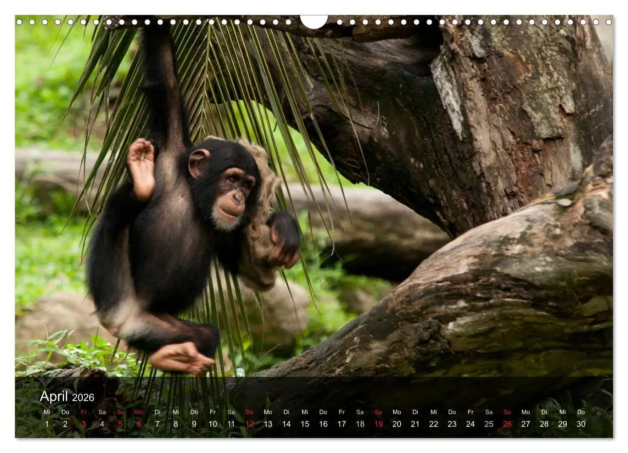 Bild: 9783516072242 | Menschenaffen. Gorillas, Schimpansen, Orang-Utans (Wandkalender...