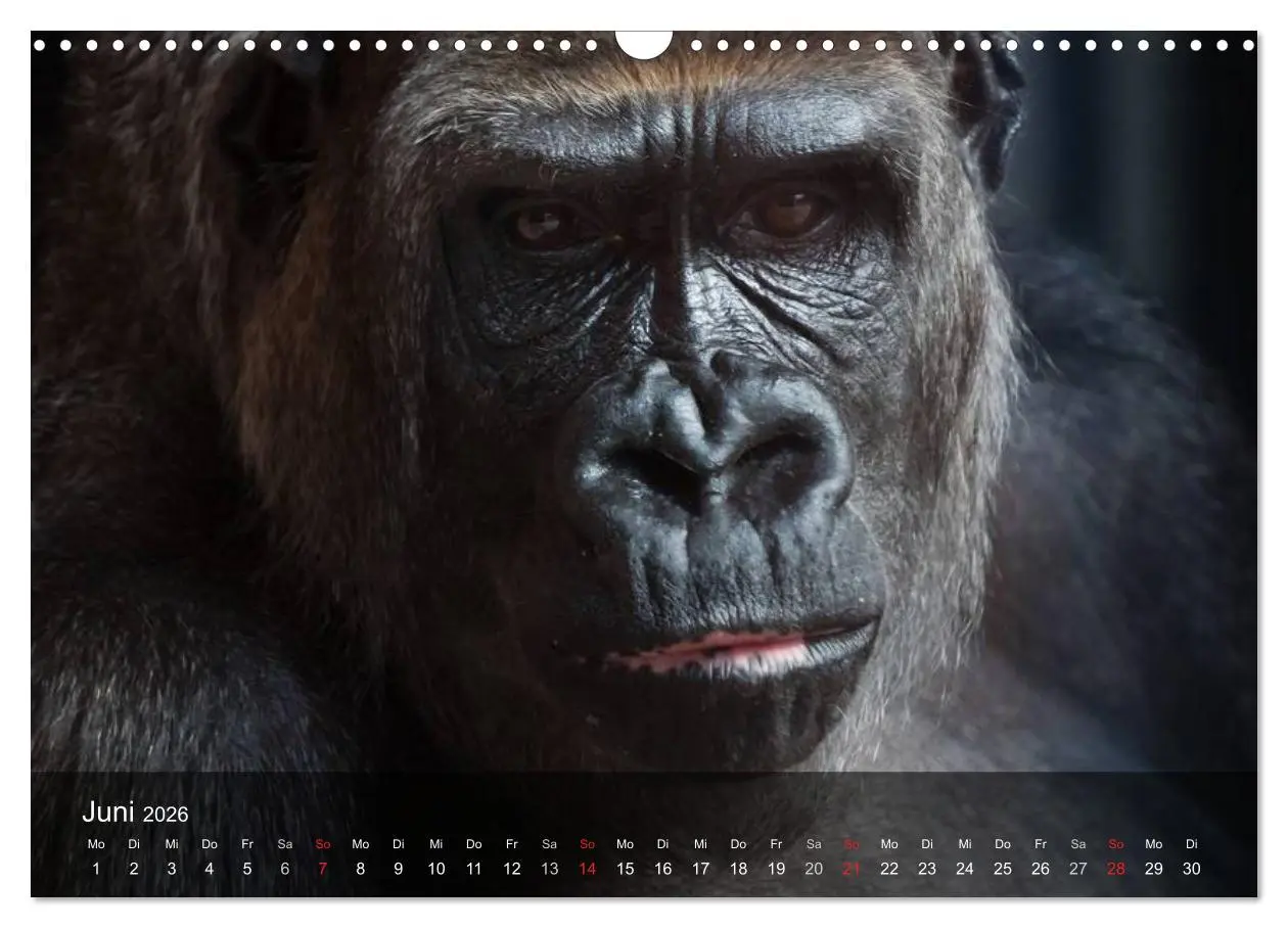 Bild: 9783516072242 | Menschenaffen. Gorillas, Schimpansen, Orang-Utans (Wandkalender...