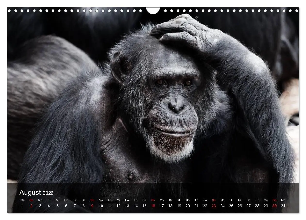 Bild: 9783516072242 | Menschenaffen. Gorillas, Schimpansen, Orang-Utans (Wandkalender...