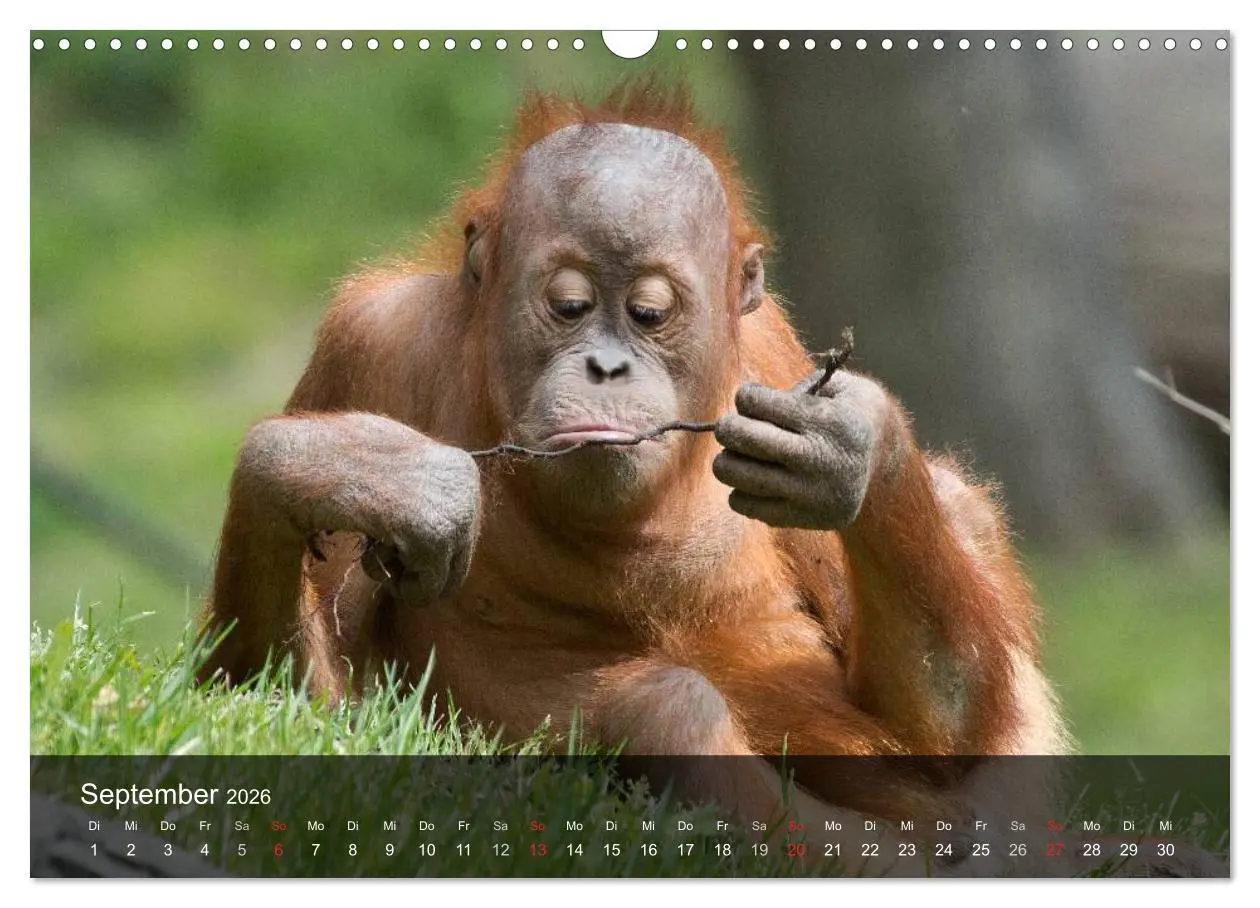 Bild: 9783516072242 | Menschenaffen. Gorillas, Schimpansen, Orang-Utans (Wandkalender...