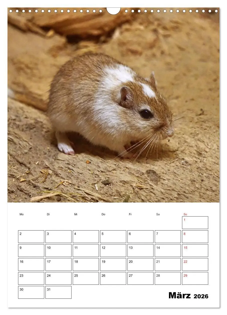 Bild: 9783516382242 | Lustige Rennmäuse (Wandkalender 2026 DIN A3 hoch), CALVENDO...