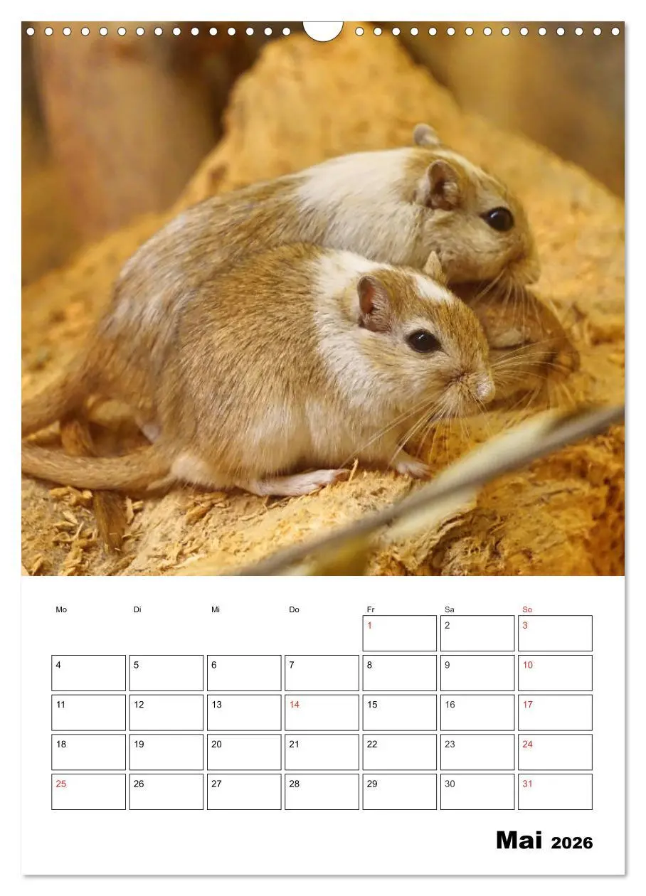 Bild: 9783516382242 | Lustige Rennmäuse (Wandkalender 2026 DIN A3 hoch), CALVENDO...