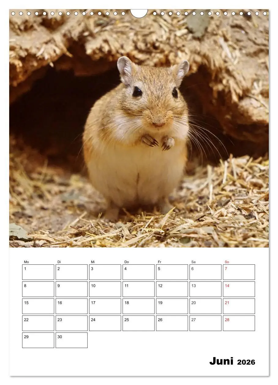 Bild: 9783516382242 | Lustige Rennmäuse (Wandkalender 2026 DIN A3 hoch), CALVENDO...