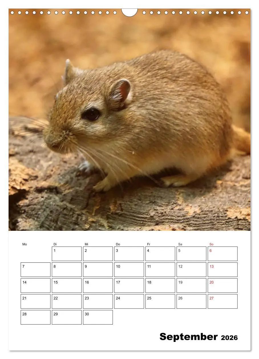 Bild: 9783516382242 | Lustige Rennmäuse (Wandkalender 2026 DIN A3 hoch), CALVENDO...