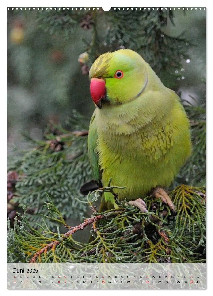 Bild: 9783457042342 | Vögel im heimischen Garten (Wandkalender 2025 DIN A2 hoch),...